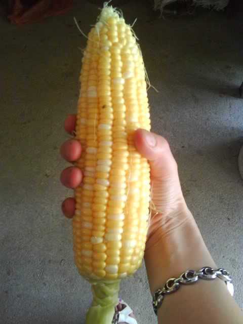 Sweet Corn