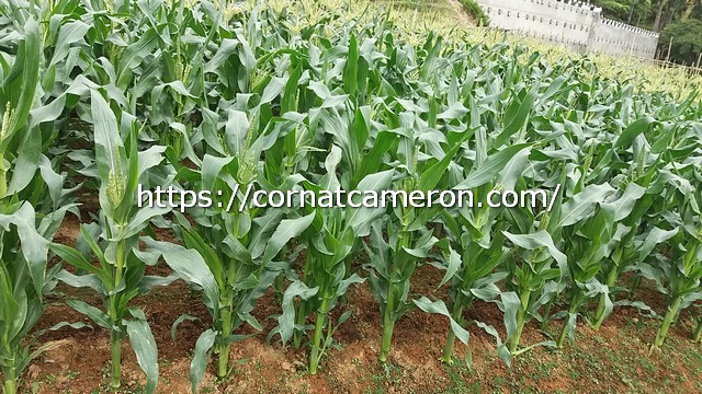2 and Half Month Sweet Corn Plants