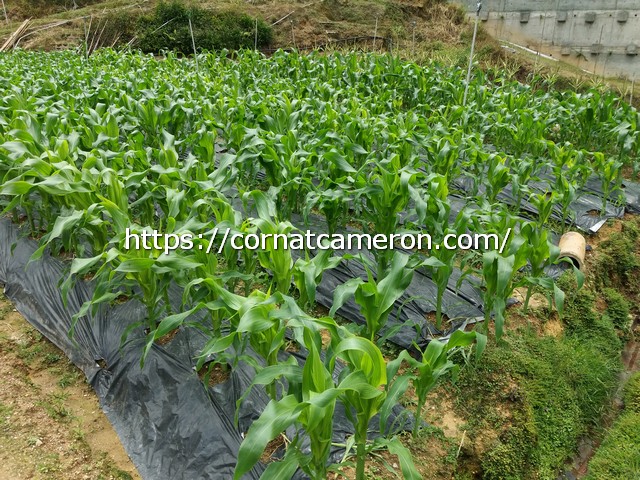One and Half Month Sweet Corn Plants