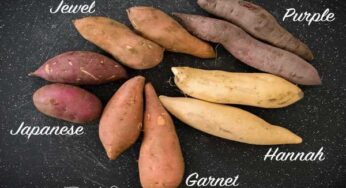 Different Types of Sweet Potatoes