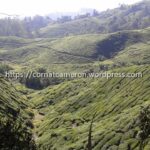 Boh Tea Plantation Cameron Highlands