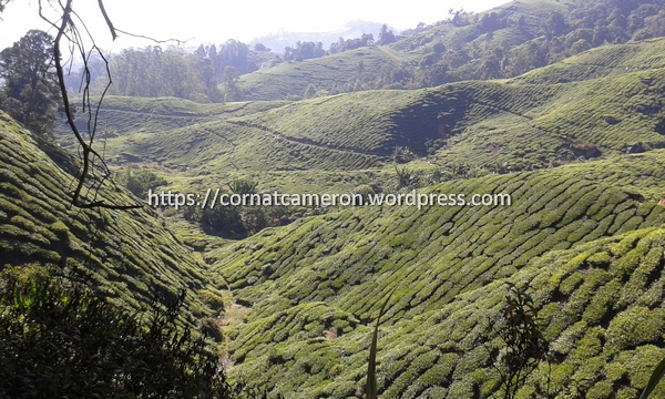 Boh Tea Plantation Cameron Highlands