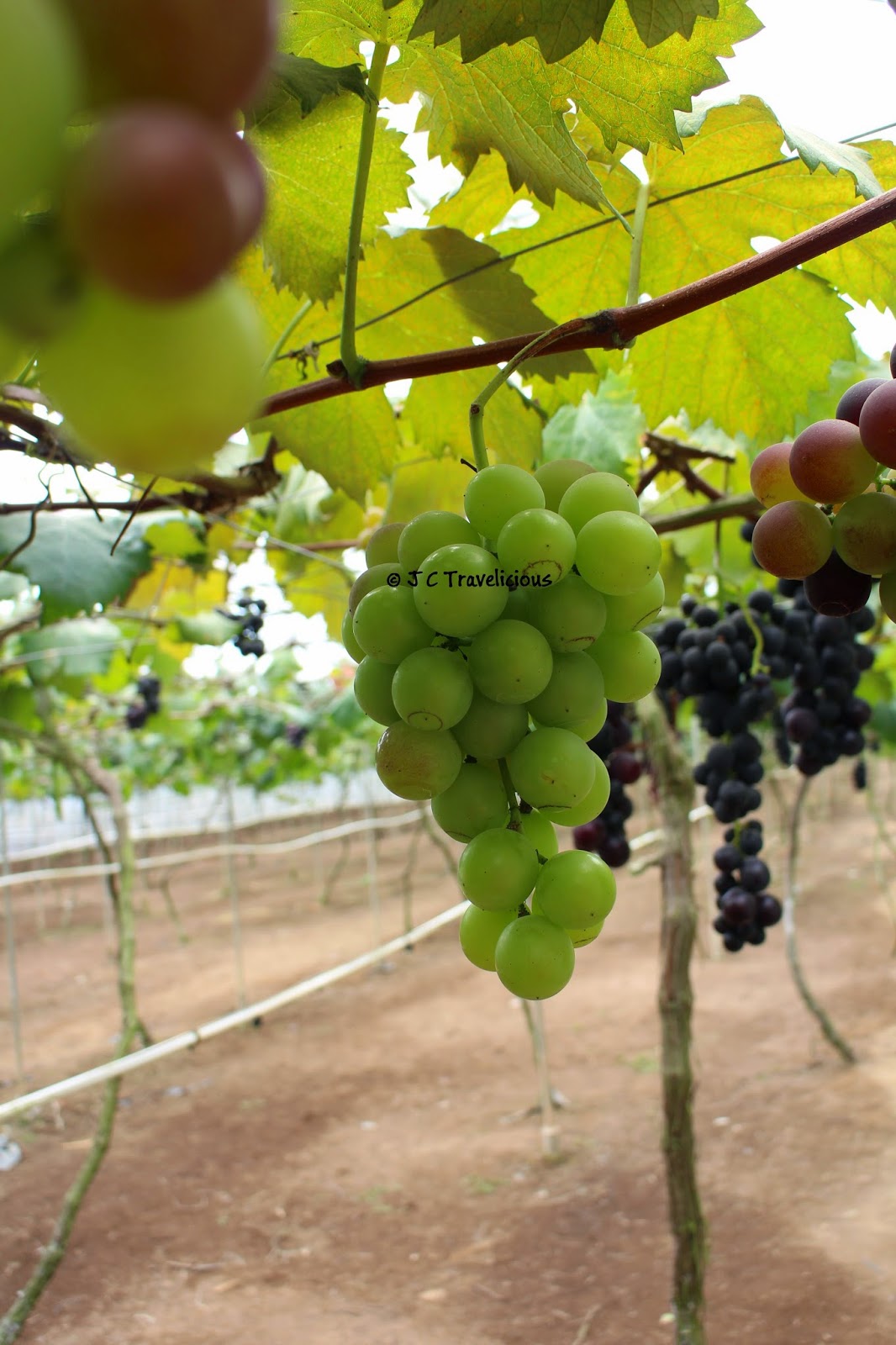 Grape farm Cameron