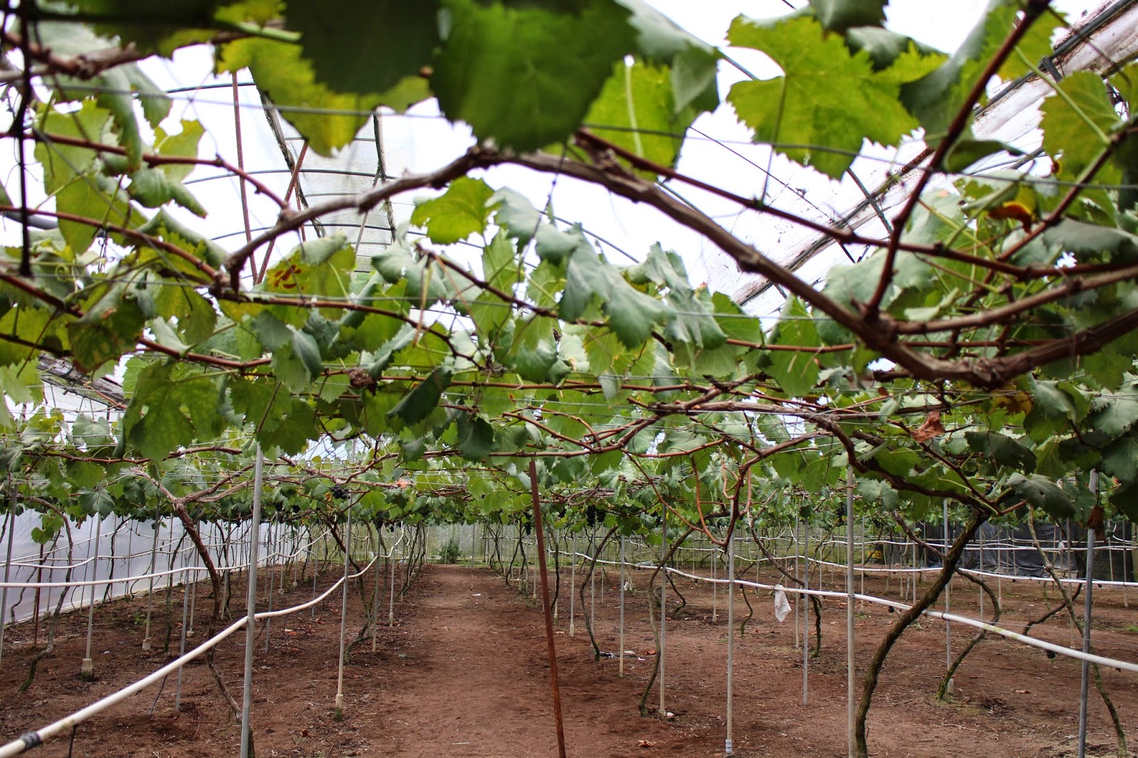 Grapes Farm Cameron Highlands