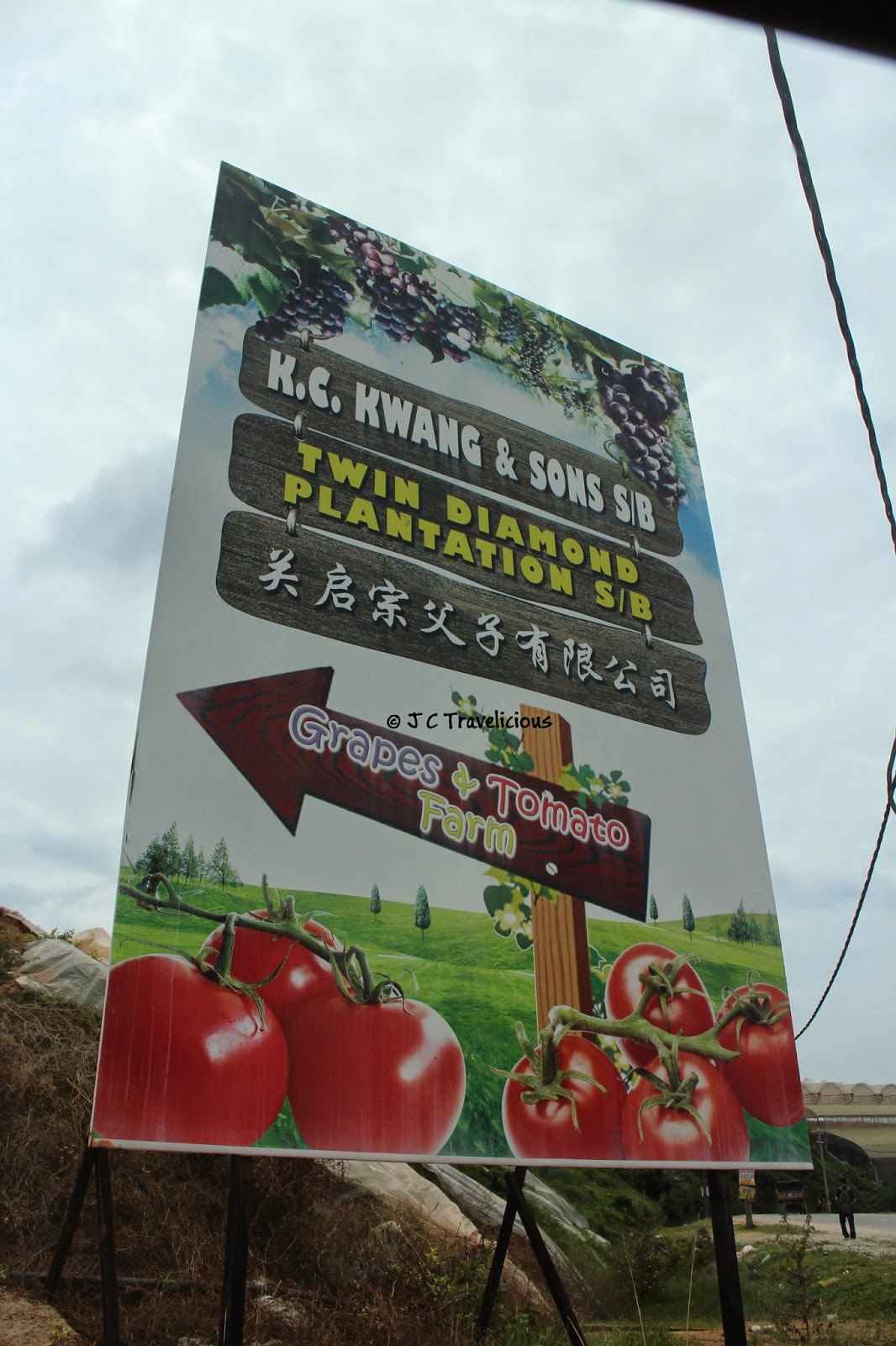 cameron highland grape farm