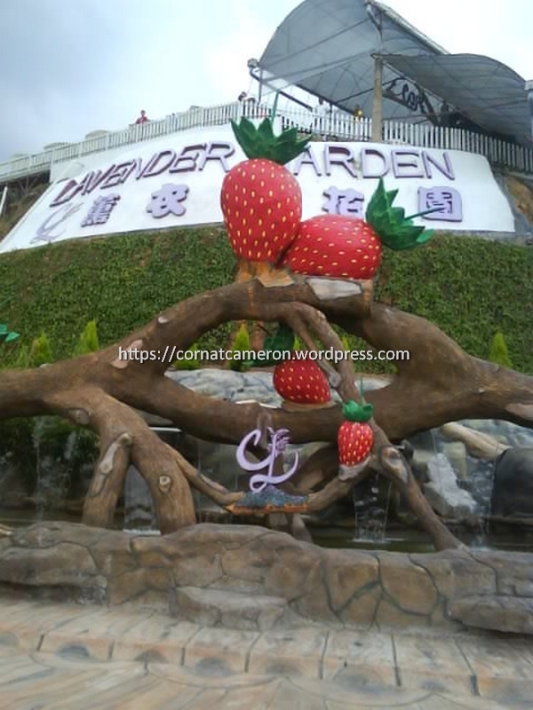 Lavender Garden Cameron Highlands