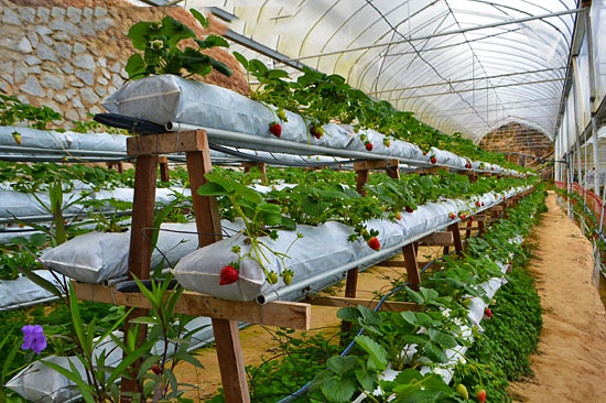 Blueberry Earthouse Strawberry Farm