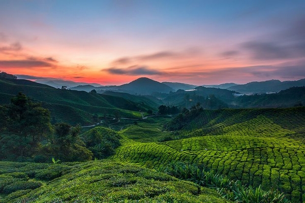 Sun Rise at Tea Plantation, Sungai Palas, Cameron Highlands, Malaysia