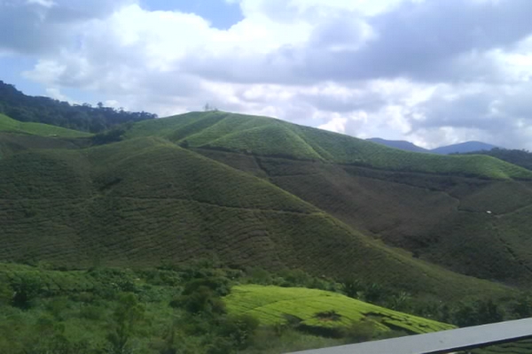 Sungai Palas Boh Tea