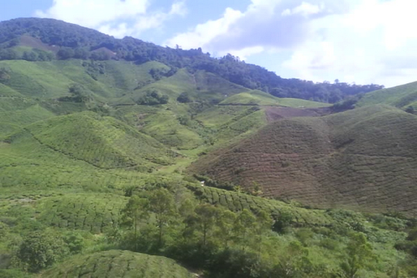 Sungai Palas Boh Tea 