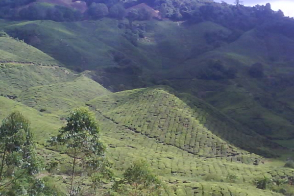 Sungai Palas Boh Tea