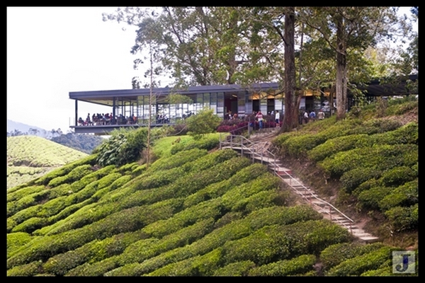 Sungai Palas Tea Centre
