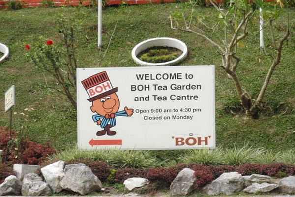 Welcome to Boh Tea Sungai PalasA