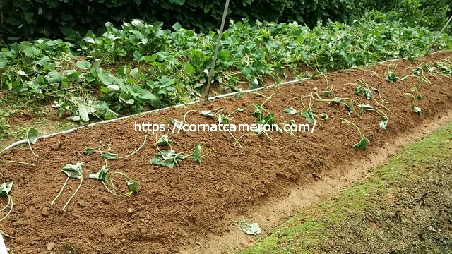 Planting Sweet Potatoes Cameron