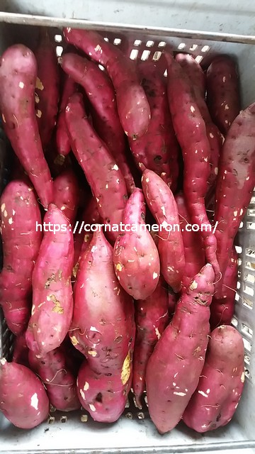 Sweet Potatoes Cameron Highlands