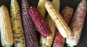 How Many Colors For Sweet Corn