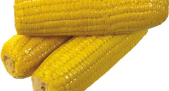 Sweet Corn Is Non-GMO?