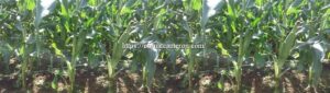 white sweet corn