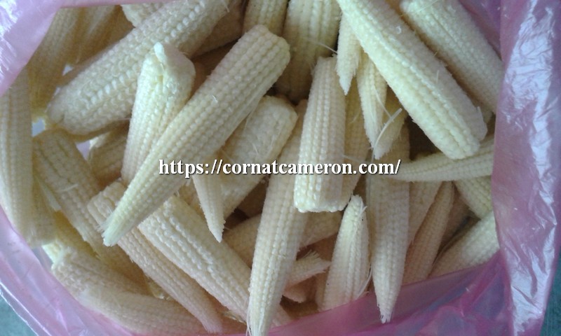 Baby Corn Ready for Cook