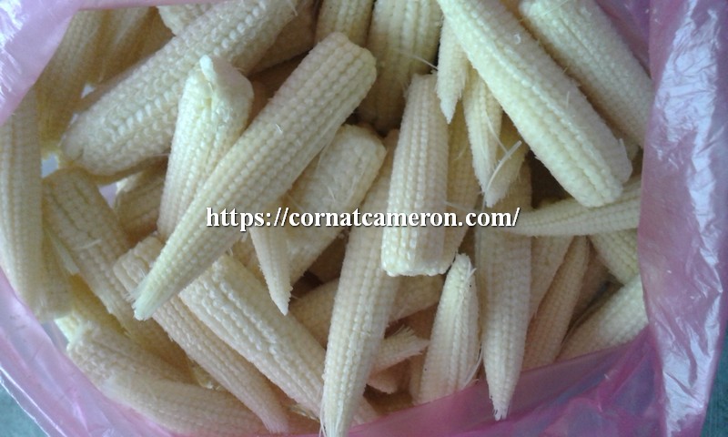 baby corn