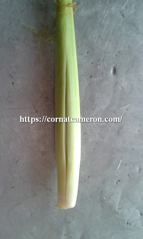 Baby Corn with Leaf