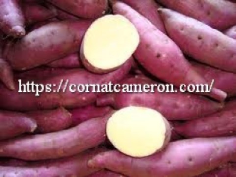 Red Japanese Sweet Potato