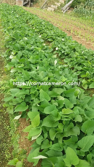 Sweet Potatoes Growing about 1 month